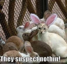 easter-humor-cat-with-ears-they-suspect-nothing.jpg