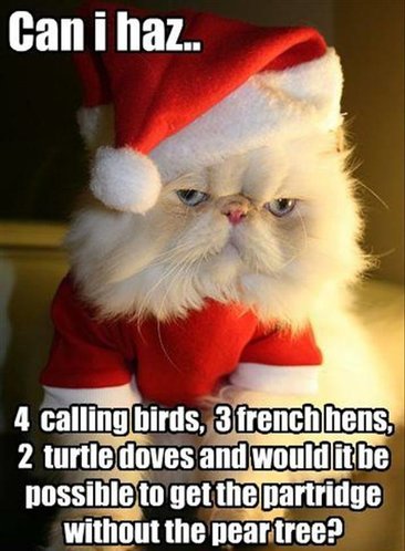 CatXmas.jpg