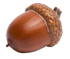 Acorn.jpg