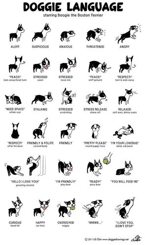 Doggie Language.jpg