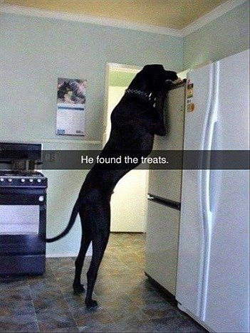 He found the treats.jpg