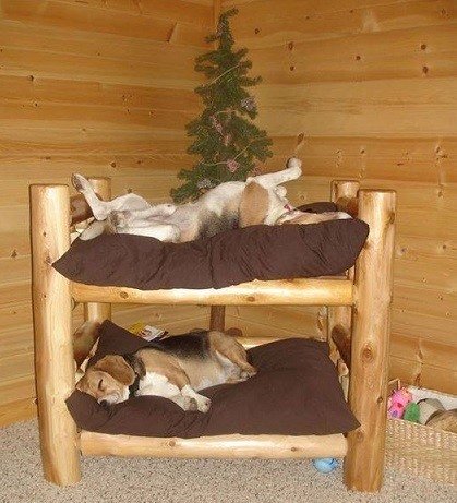 Doggie Bunks.jpg