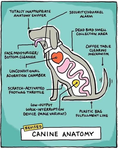 Canine Anatomy from Claire.jpg