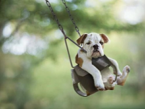 Dog-Having-Some-Fun-In-Park.jpg