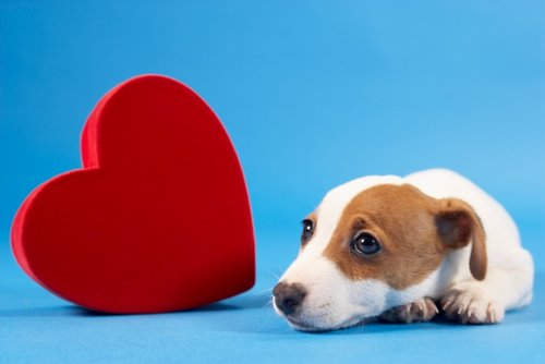 heart-and-dog.jpg