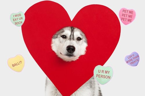 unelashed-dog-valentine-conversation-hearts.jpg