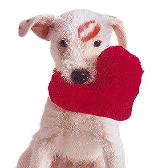 heart-dog-toy.jpg