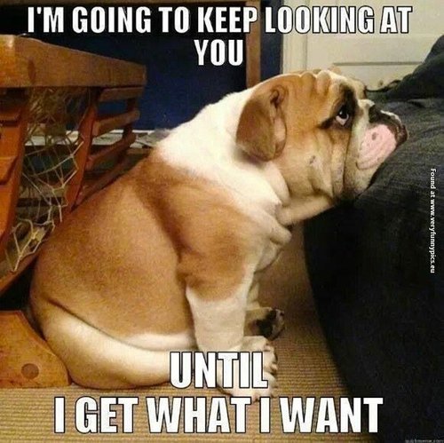 funny-pictures-until-i-get-what-i-want-dog.jpg