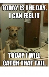 thumbs_cute-funny-dog-meme-39.jpg