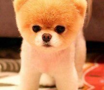 puppy-love-want-fluffy-adorable-Favim.com-4151583.jpeg