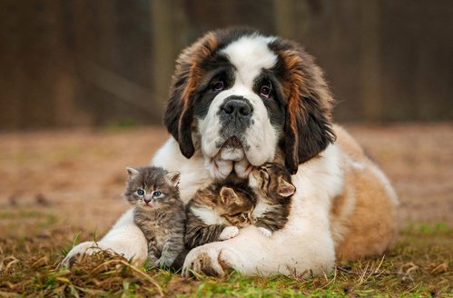 Saint-Bernard-kitten-grass-look-2560x1681.jpg