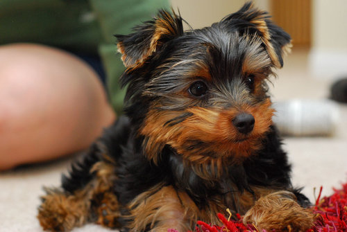 1280px-A_puppy_Yorkie.jpg