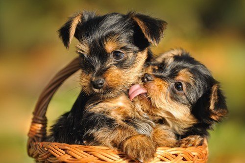 Two-puppies-licking.jpg