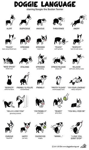 Dog Language.jpg