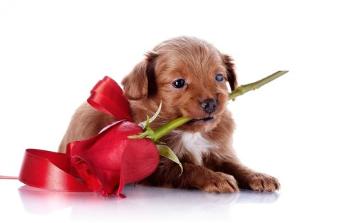 puppy-love-cute-wallpaper-30419920.jpg