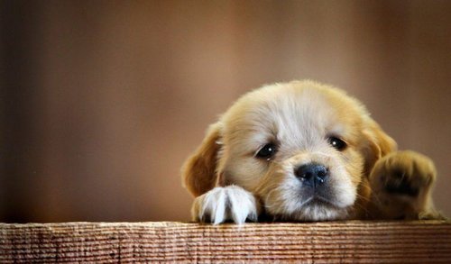 Puppy-Help-752x440.jpg