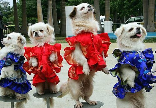 dogs-wearing-the-traditional-chinese-style-costume-are-pictured-for-a-picture-id56664891.jpg