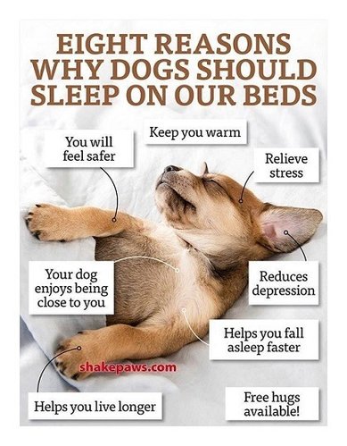 Eight reasons why dogs should sleep on our beds.jpg