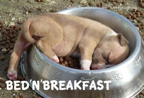 Dog Bed 'n Breakfast.jpg