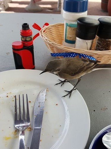 20180418_Bird Crumbs.jpg