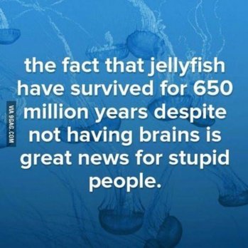 jelly fish.jpg