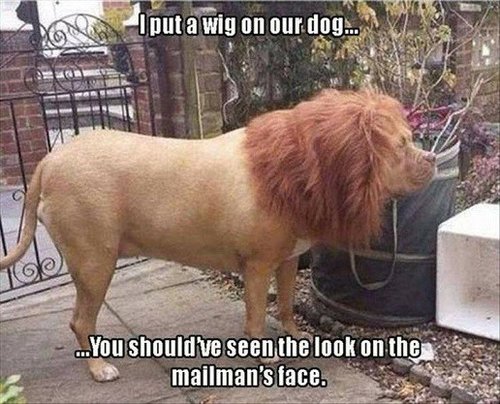 Wig on Dog.jpg