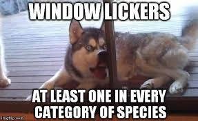 window-licking2.jpg