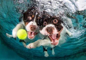 underwater-photos-of-dogs-fetching-their-balls-by-seth-casteel-8.jpg