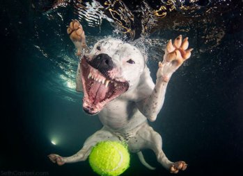 underwater-photos-of-dogs-fetching-their-balls-by-seth-casteel-10.jpg