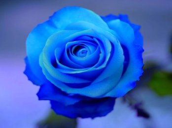 Blue-Rose-0.jpg