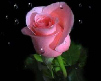 pink-Rose.jpg