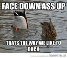 duck lol.jpg