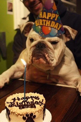 Happy birthday Bulldog.jpg