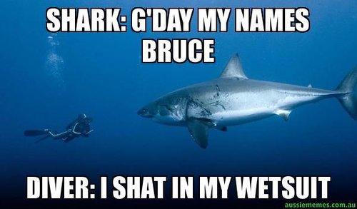 Shark-Gday-my.jpg