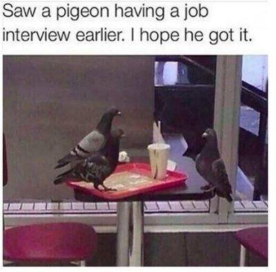 pigeon.jpg