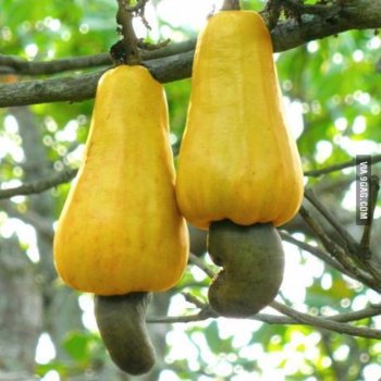 cashew nuts.jpg