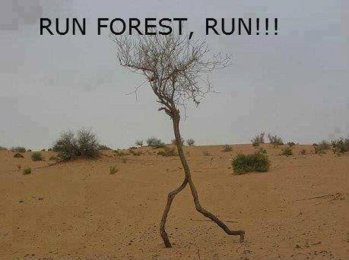 Run Forest Run.jpg