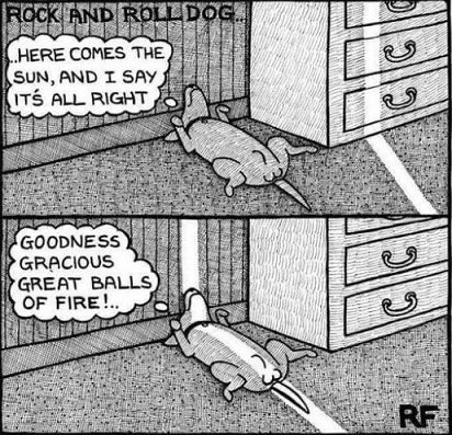 Rock 'n Roll dog.JPG