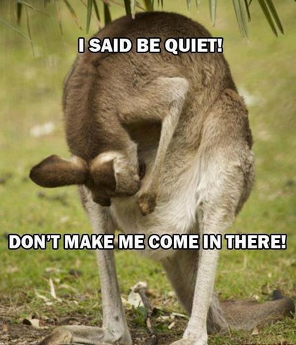 002-funny-animal-pictures-with-captions-013-momma-kangaroo.jpg