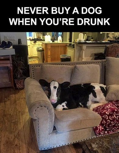 Never buy a dog when you're drunk.jpg