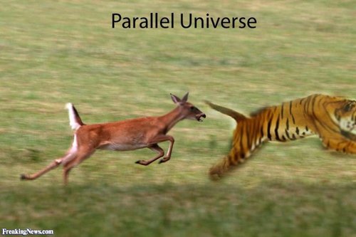 Gazelle-Chasing-a-Tiger-117025.jpg