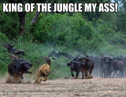 Lion running from water buffalo dr heckle funny wild animal memes.jpg