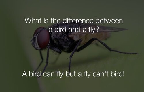 funny-stupid-jokes-what-is-the-difference-between-a-bird-and-a-fly.jpg