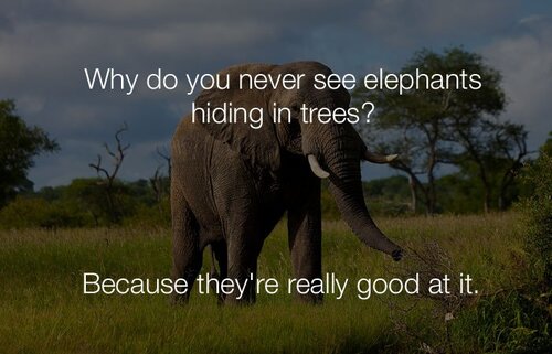 funny-stupid-jokes-why-do-you-never-see-elephants-hiding-in-trees.jpg