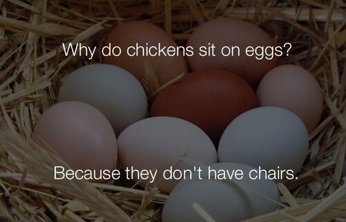 funny-stupid-jokes-why-do-chickens-sit-on-eggs.jpg