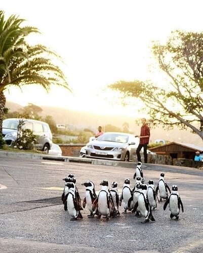 Penguins crossing in Simons Town.jpg