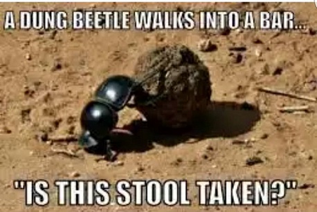 Dung beetle.jpg