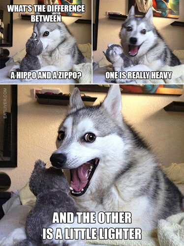 punny-dog1.jpg