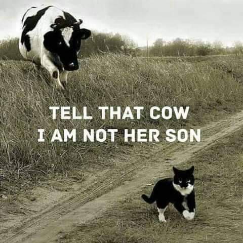 Tell that cow.jpg