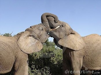 kissing-elephants-3664842.jpg